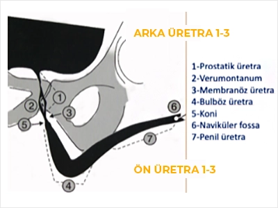 Posterior Urethra, Anterior Urethra