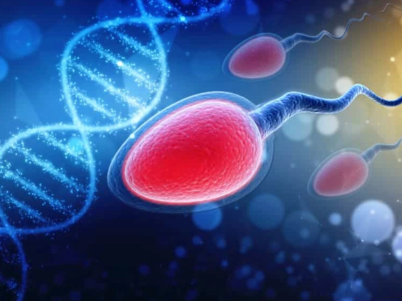 Sperm DNA Hasarı Ne Anlama Gelir?